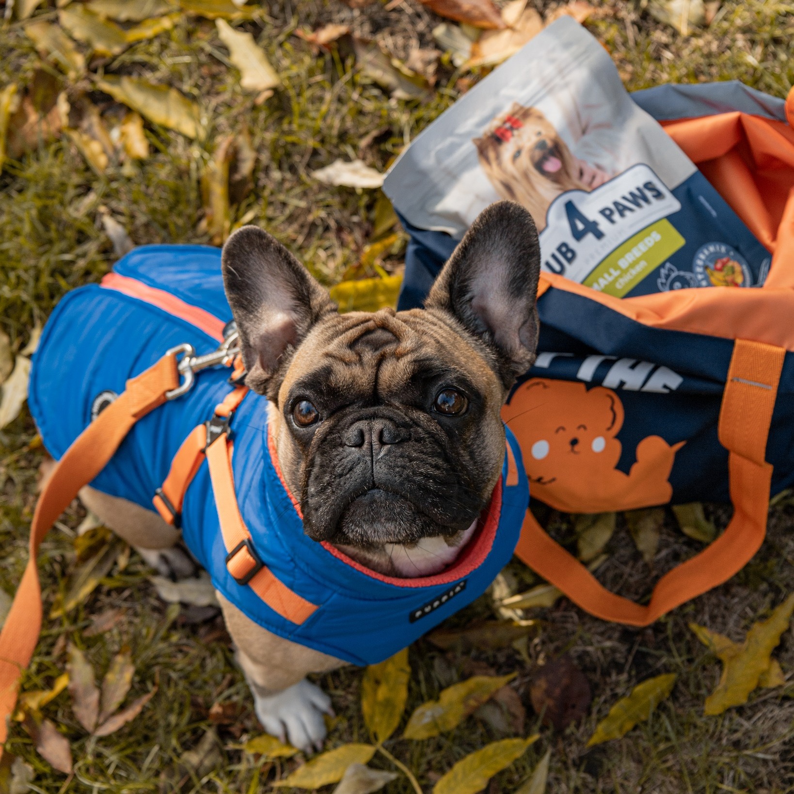 Cum menții blana și pielea câinelui sănătoase în sezonul rece?