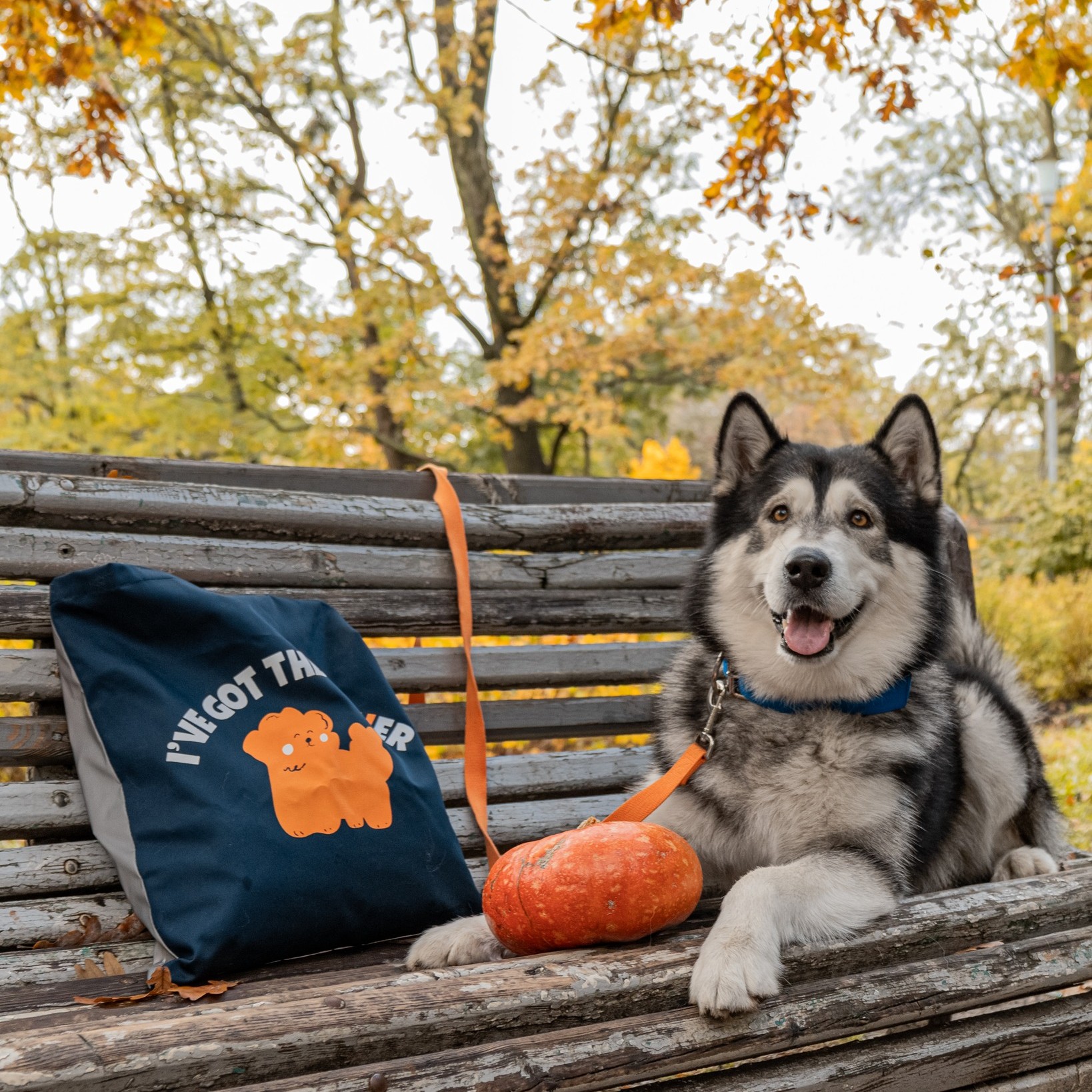 Cum ajută plimbările lungi la reducerea stresului câinilor mari?