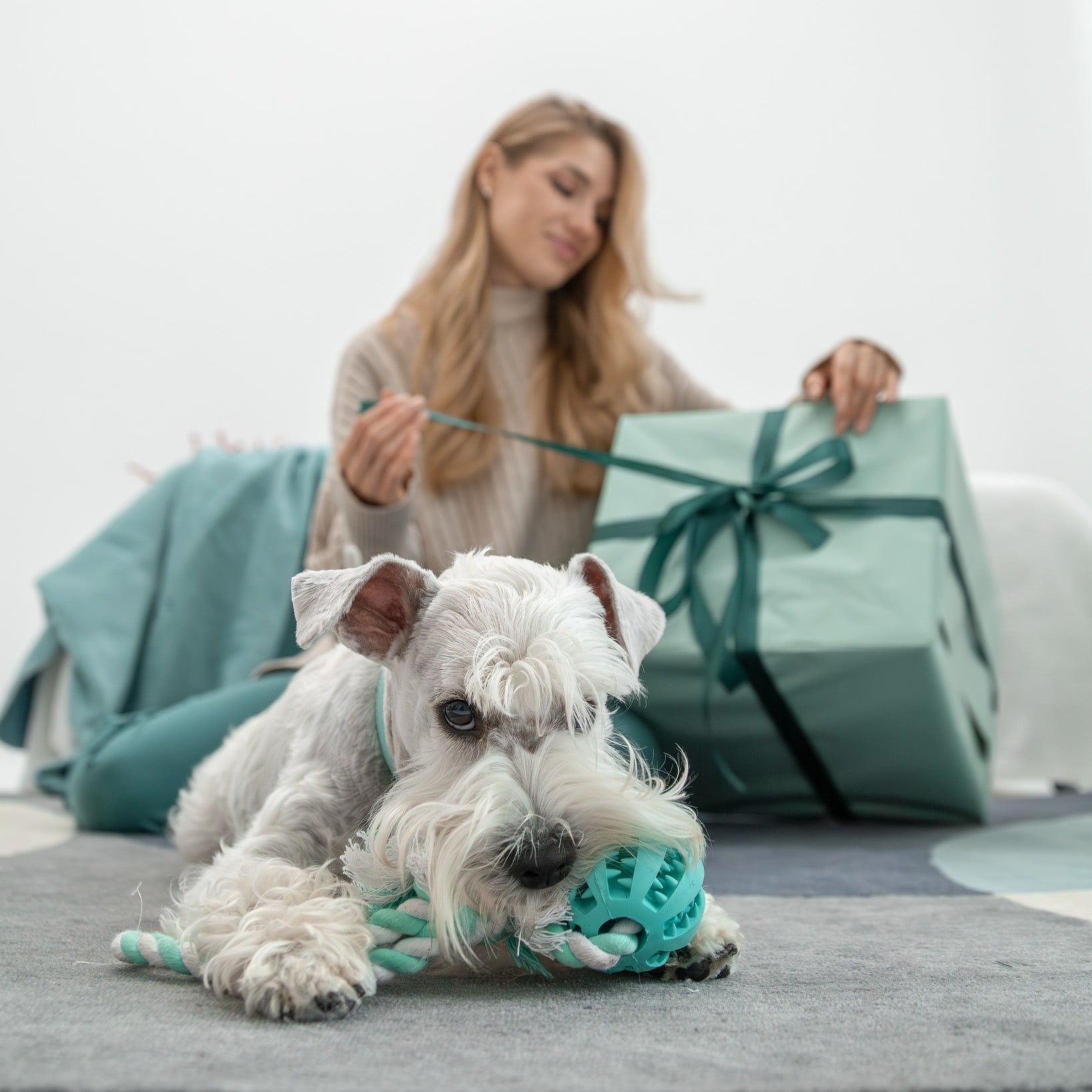 Cadouri pentru câine care chiar contează: hrana potrivită și rutina de masă