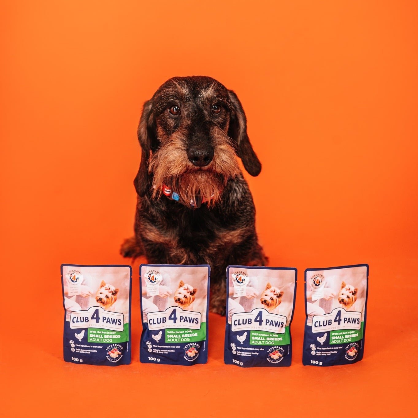 Tranziția la hrană nouă la câinii de talie mică