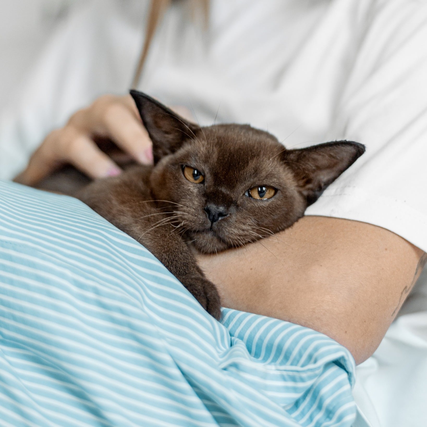 Sănătatea urinară la pisici - ce legătură are cu hrana zilnică?