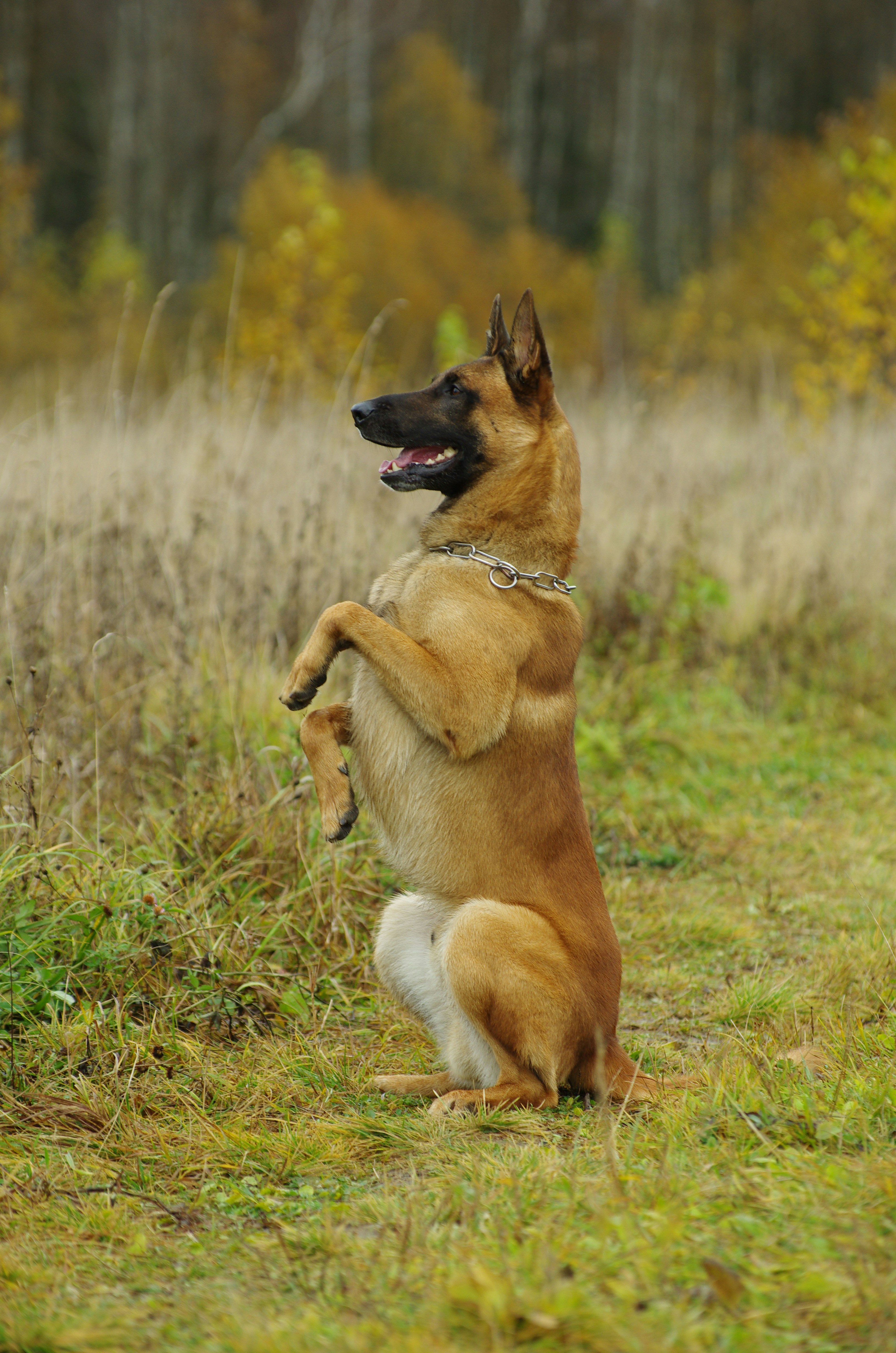 caine malinois