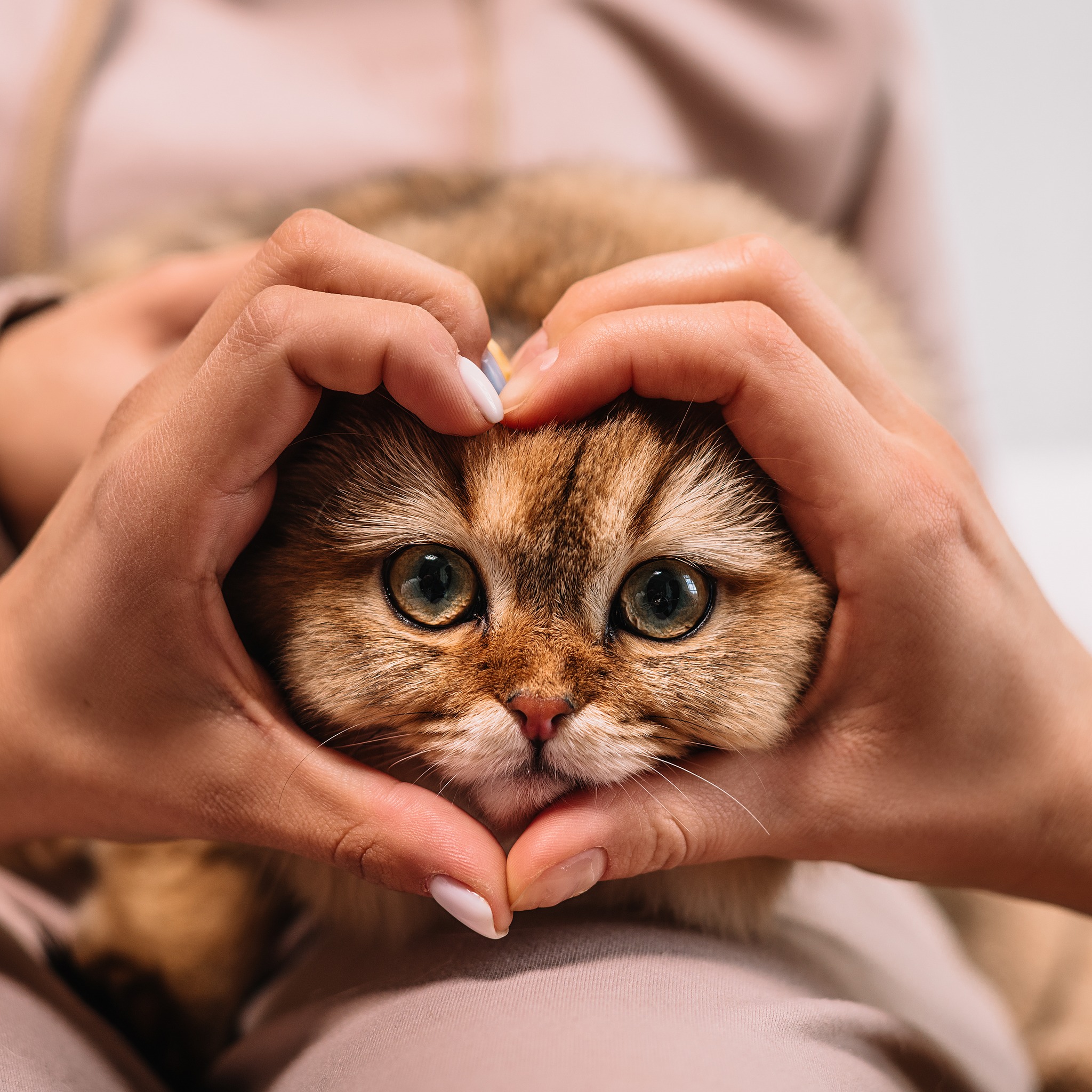 club4paws pentru pisici