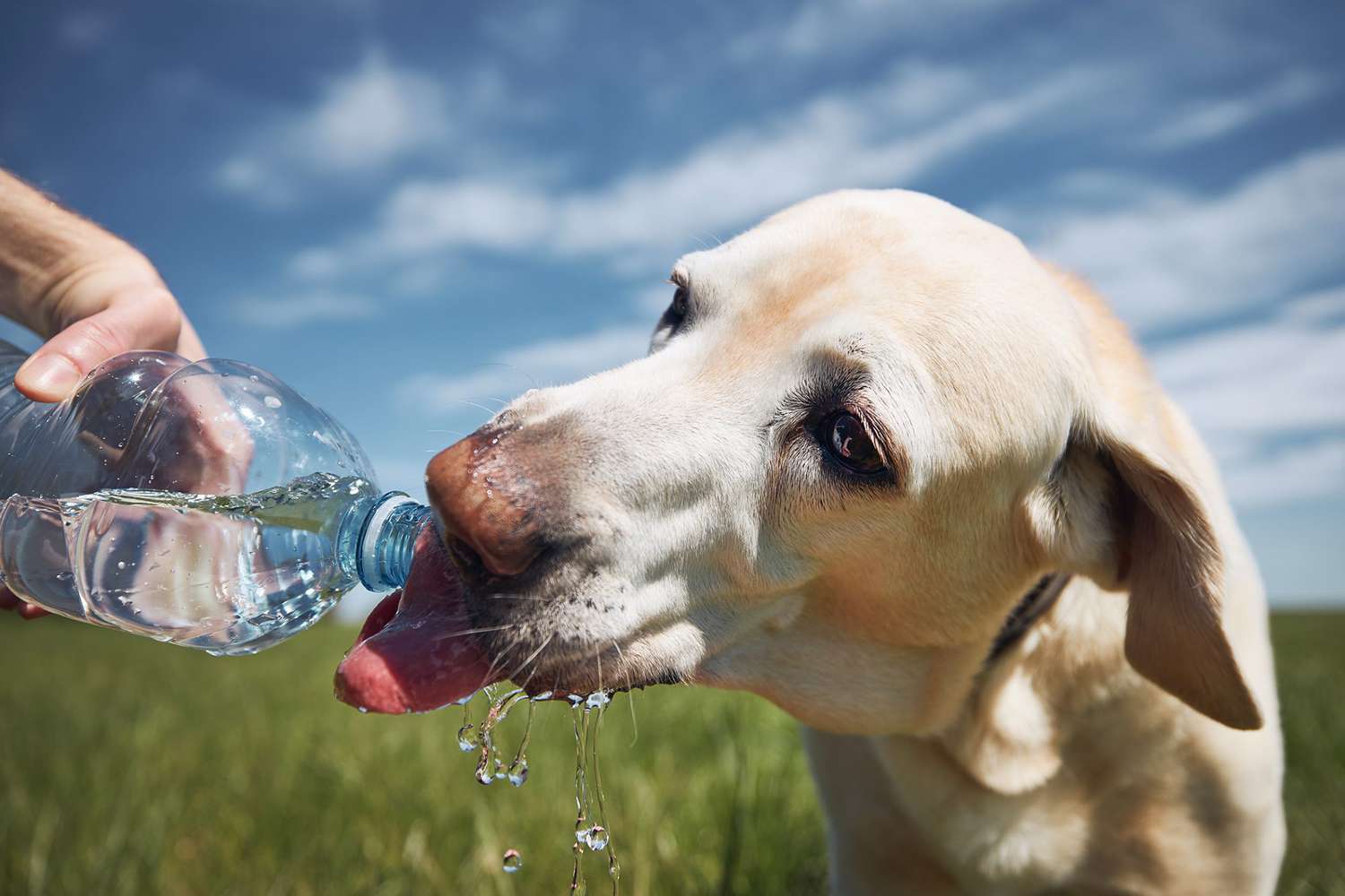 Hidratarea corecta. De ce este apa esentiala pentru sanatatea animalelor tale de companie?