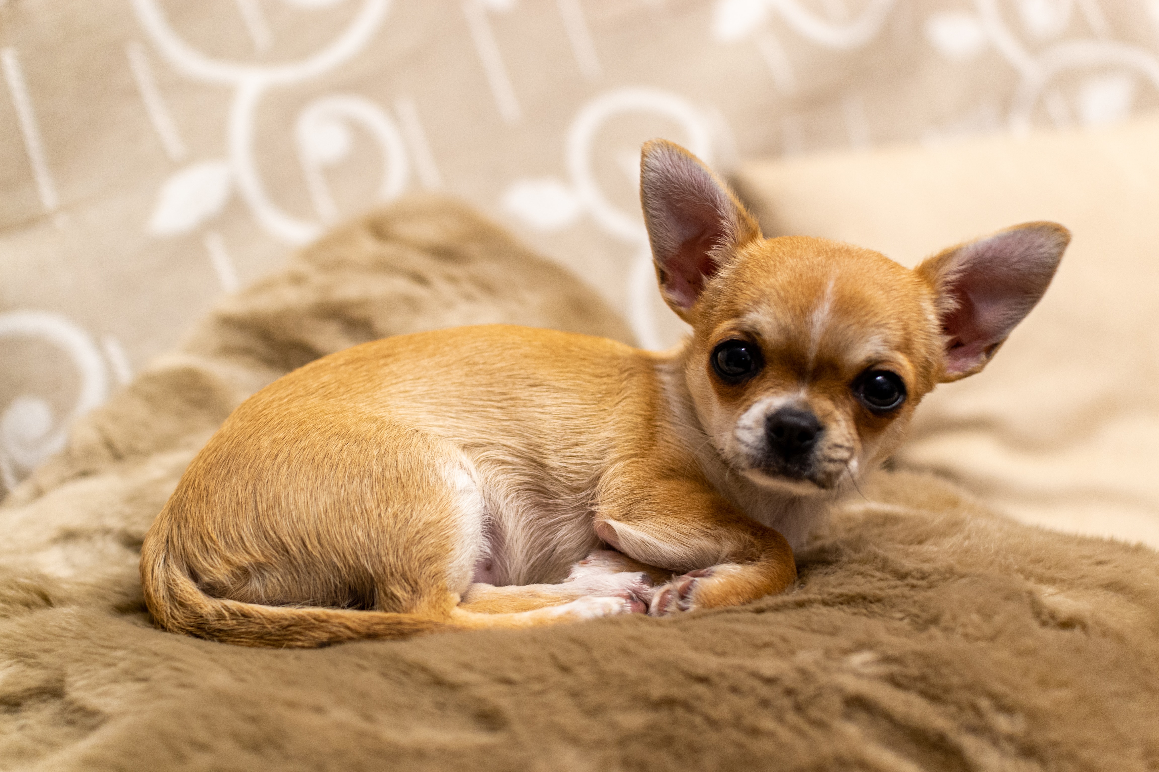 Chihuahua: o mare personalitate intr-un pachet mic