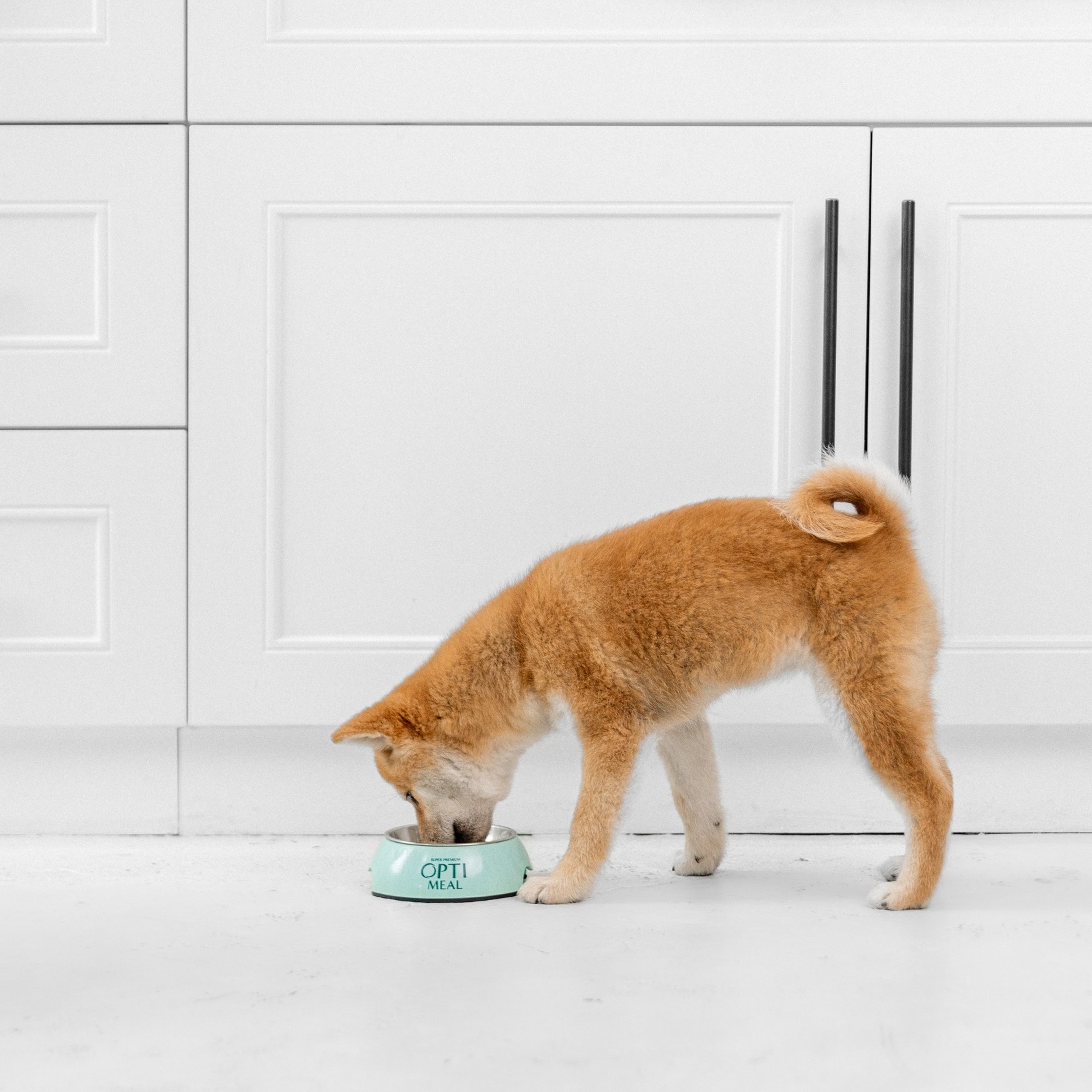 Cum influenteaza dieta sanatatea mentala a cainelui tau?