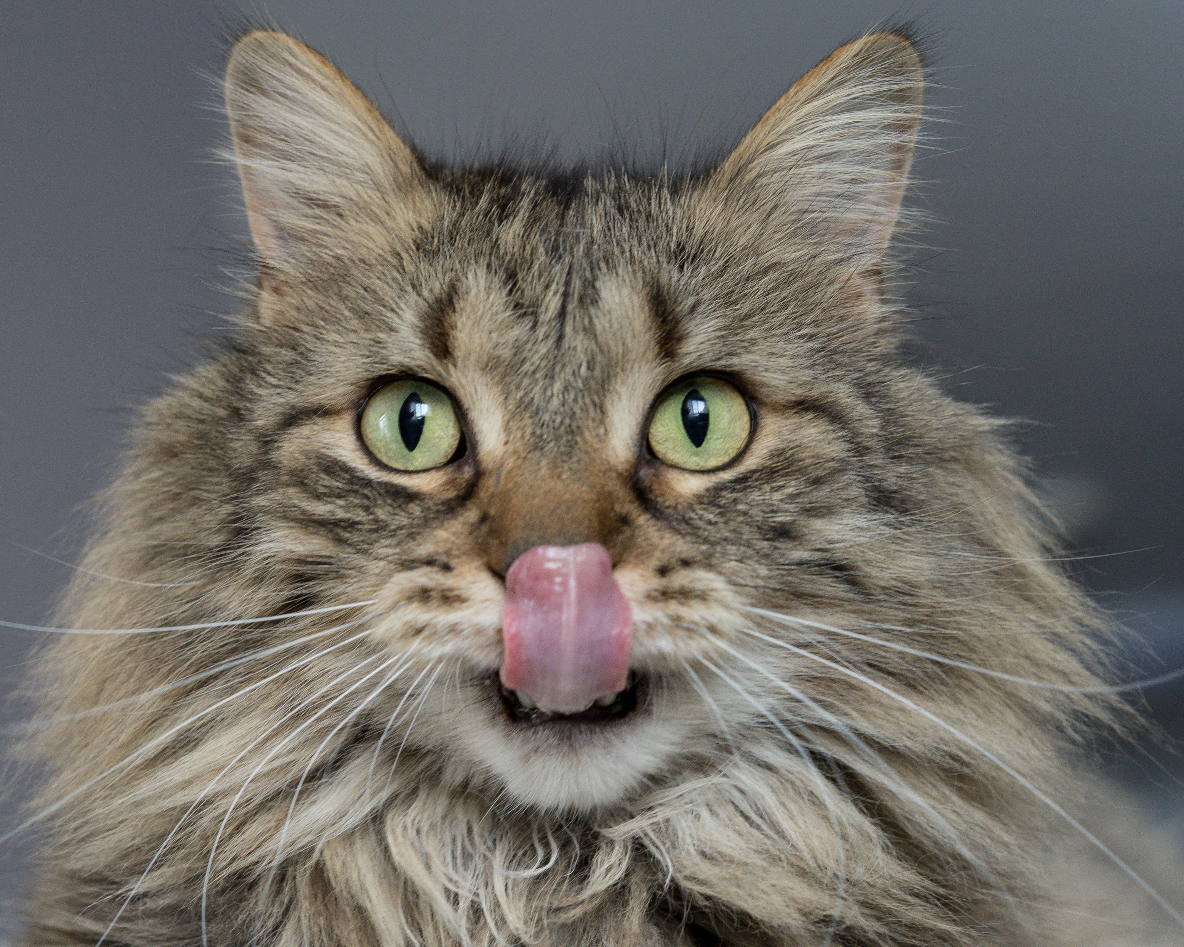 Care este cea mai buna hrana uscata pentru pisicile sterilizate?