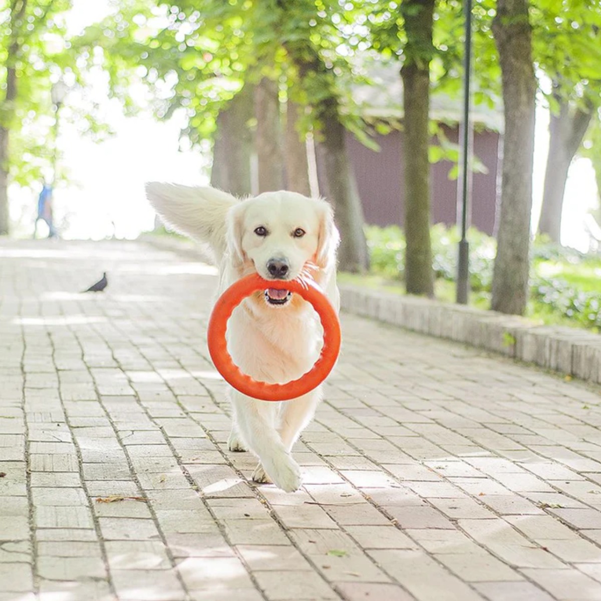 GHID pentru dresajul cainilor folosind inele
