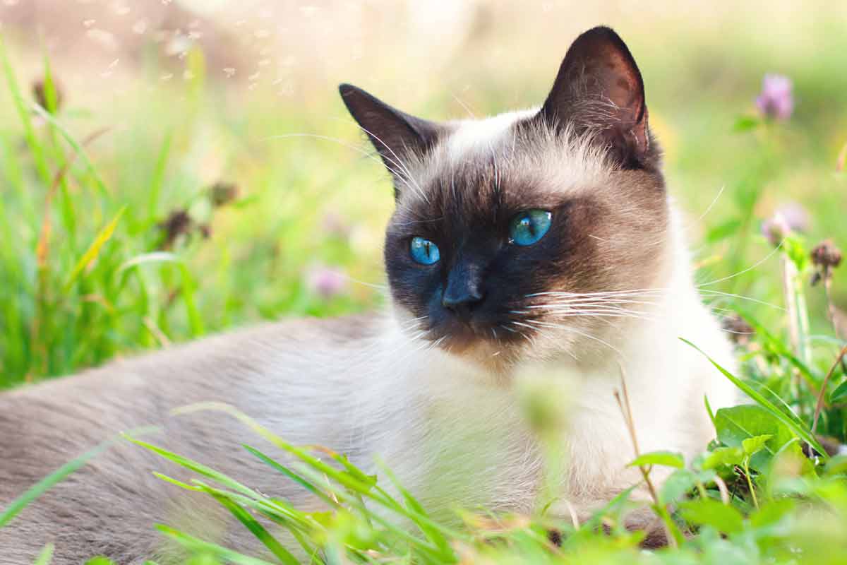 Pisica siameza: eleganta si inteligenta