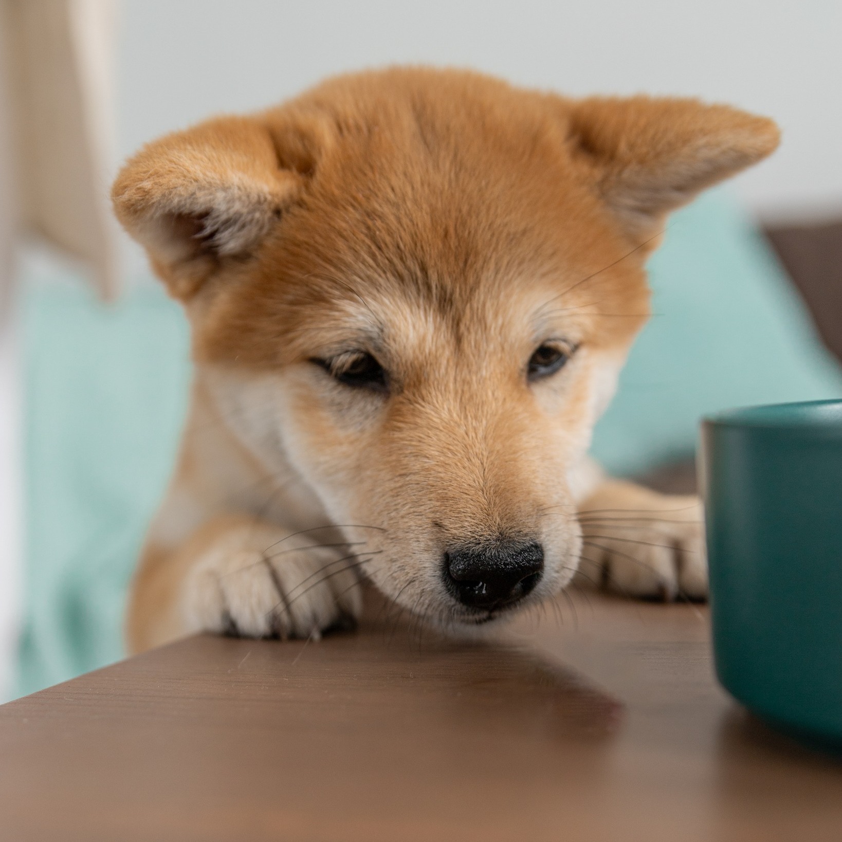 Ghid pentru proprietarii de Shiba Inu cu alergii alimentare sau sensibilitati digestive