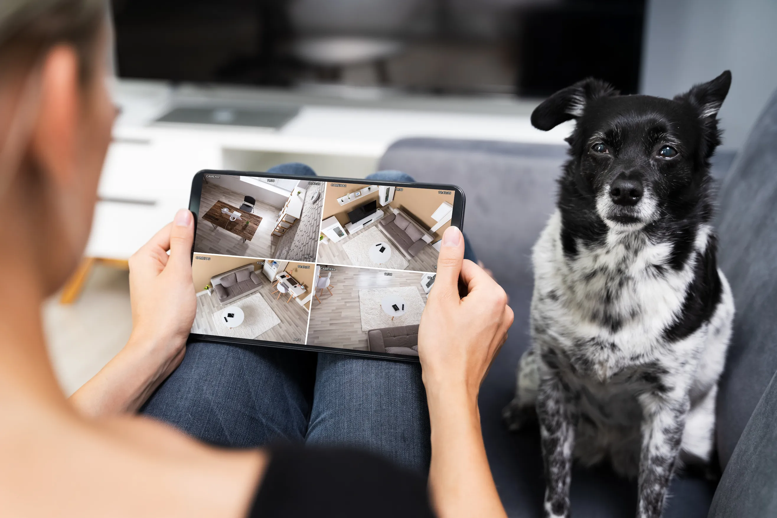 Tehnologia inteligenta si animalele de companie