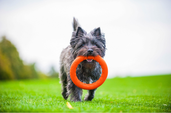 Jucarie Inel pentru caini PitchDog 28 cm [2]