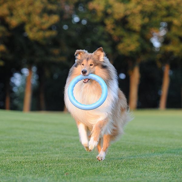 Pitch Dog, Jucarie-inel pentru caini [3]