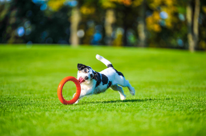 Jucarie Inel pentru caini PitchDog, 17 cm, portocaliu [5]