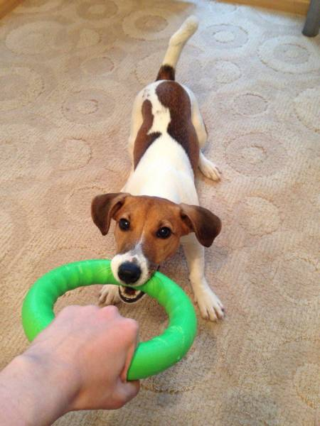 Jucarie Inel pentru caini PitchDog, 17 cm, verde [3]