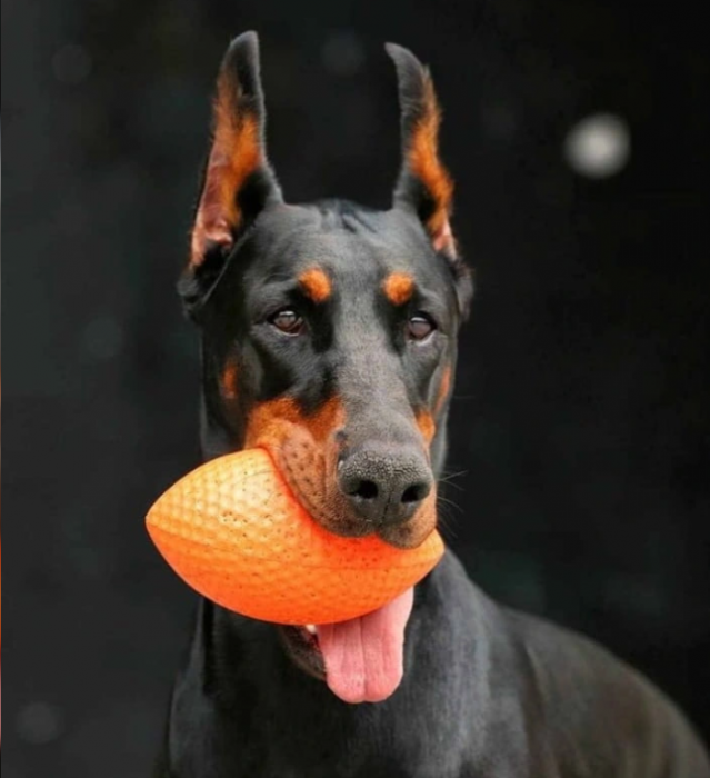 PitchDog, Minge pentru caini, diametru 9cm, portocalie  [2]