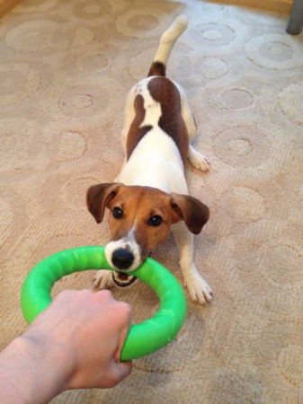 Jucarie Inel pentru caini PitchDog, 17 cm, verde [2]