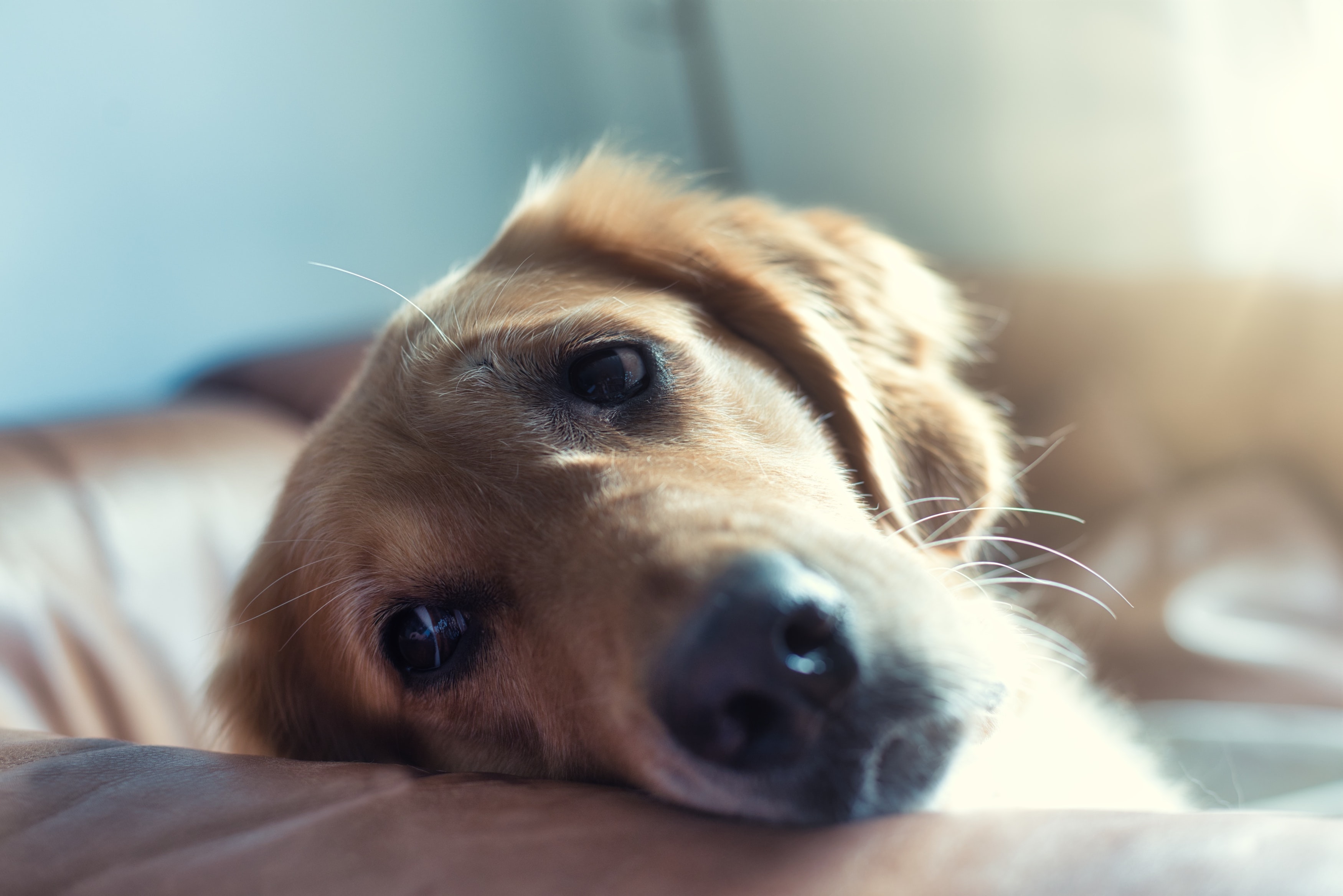 Boli de tiroidă la animalele de companie - hipertiroidia și hipotiroidia