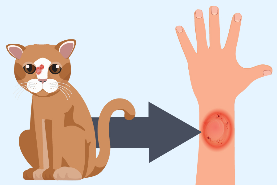 UTIL - Cum elimini infecțiile cu bacterii dermatofite (ringworm) la câini și pisici?