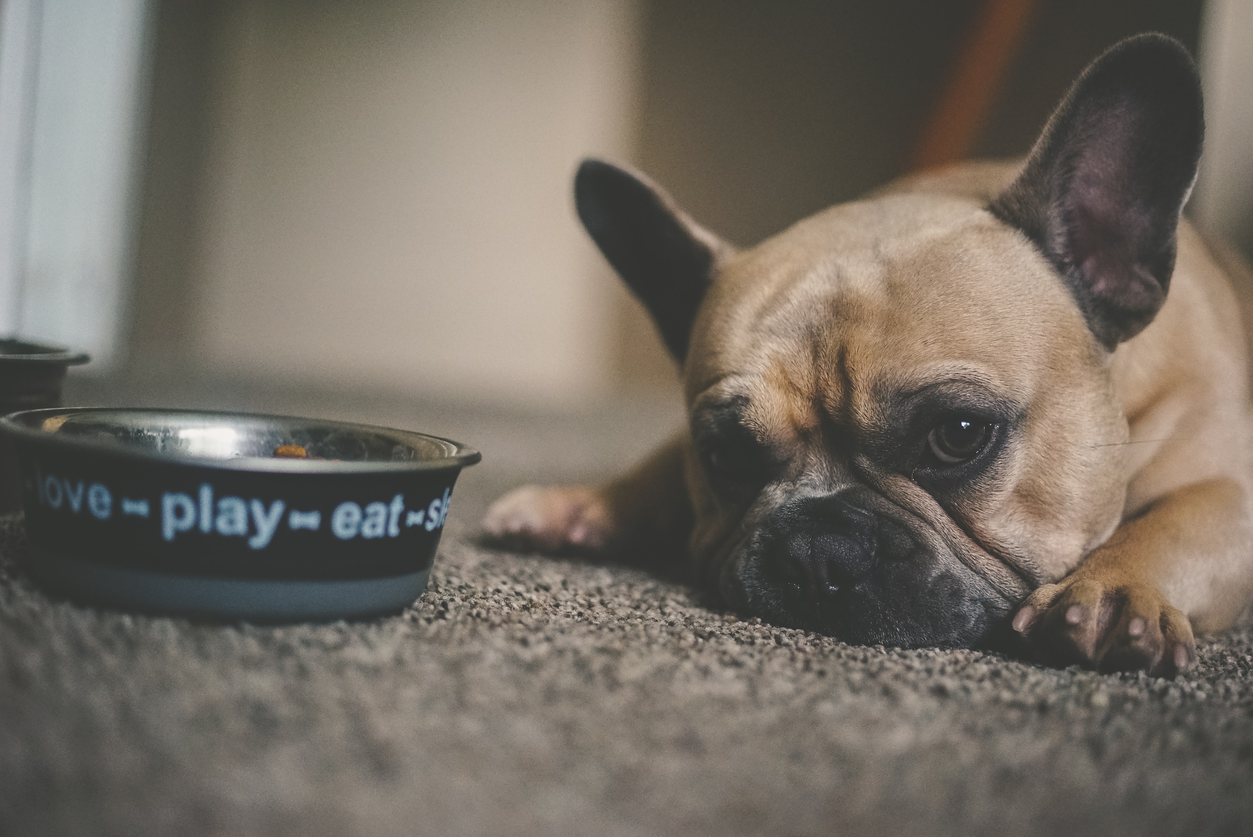De ce câinele nu mai mănâncă?