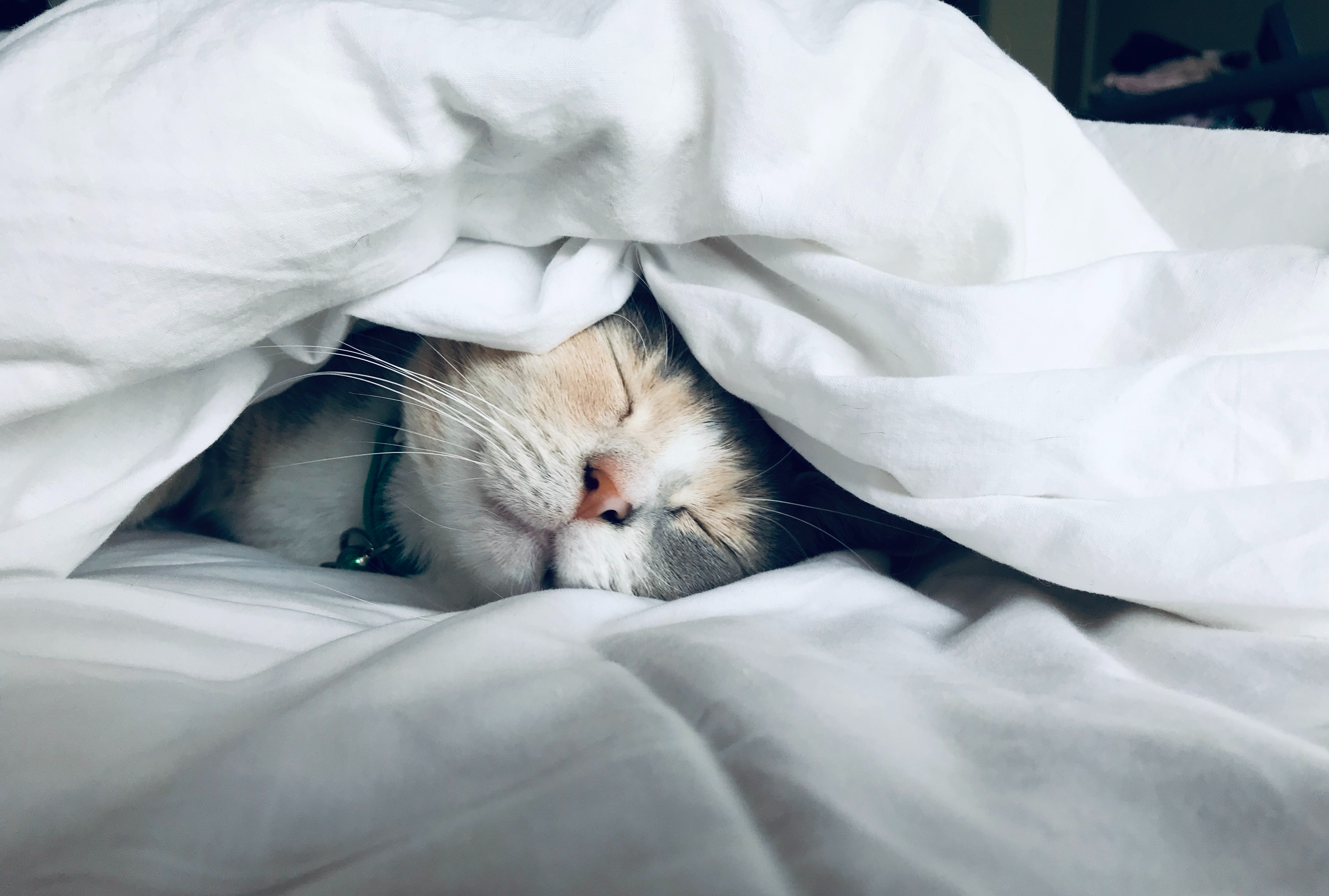 6 motive pentru care să lași pisica în dormitorul tău