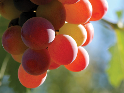 Odorizant spray pentru ambient si tesaturi,Grapes,500ml [4]
