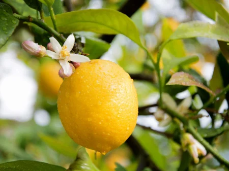 Rezerva odorizanta LEMON BLOSSOM Spring Air (spray 3000 pulverizari) [2]