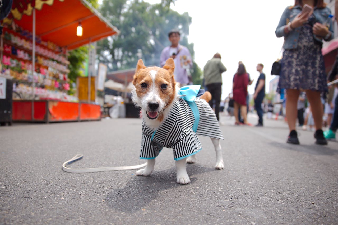 Accesorii Esențiale pentru Animalele de Companie: Cele Mai Bune Opțiuni Resigilate