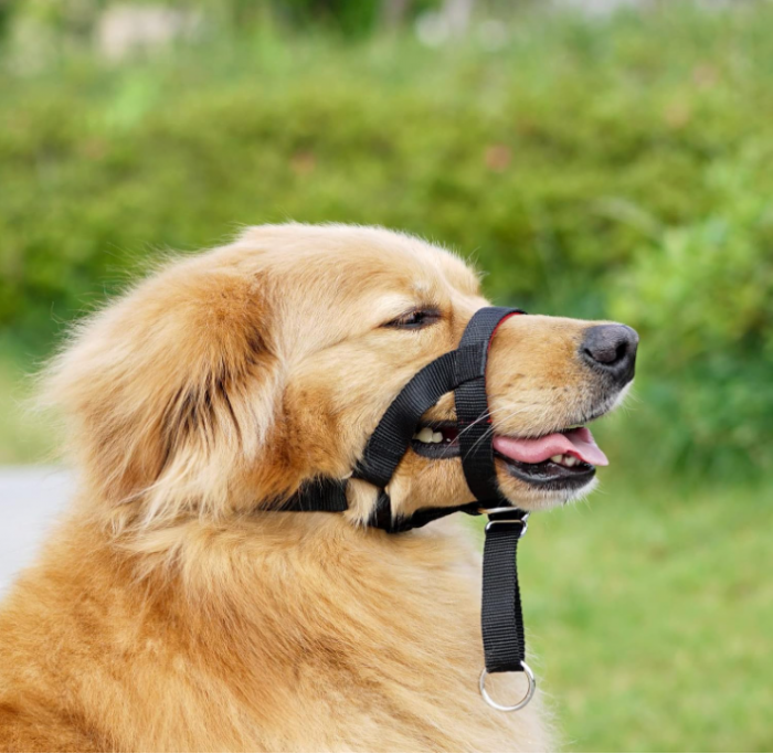 Botniță câine ILEPARK, reglabilă, marime S, roșu [4]