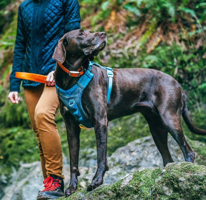 Ham pentru câini Kurgo, reflectorizant, albastru/gri [4]
