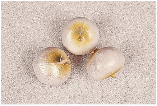 Set de 3 cepe decorative din plastic ERRO  07236, mancare falsa [3]