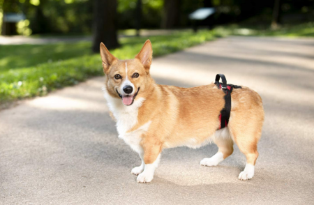 Ham de susținere PETSAFE pentru spatele animalelor de companie [1]