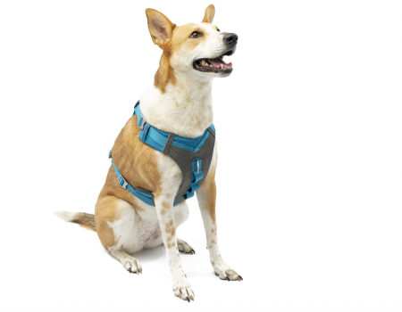 Zgarzi, lese si hamuri - Ham pentru câini Kurgo, reflectorizant, albastru/gri