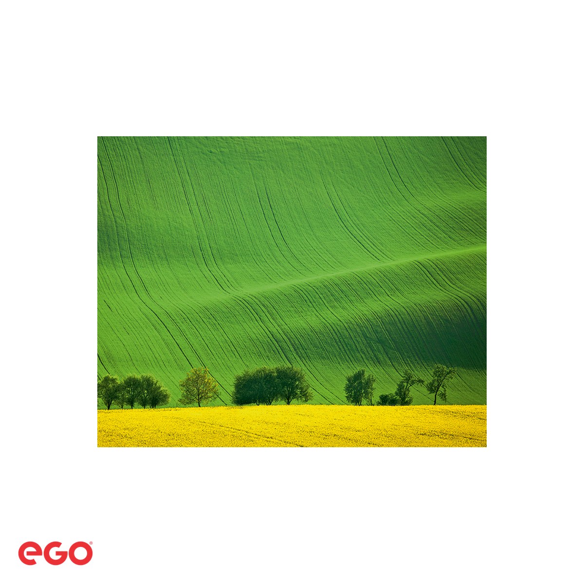 Calendar de perete Ego Green, 13 file, 31.4x46 cm, cu spira metalica [4]