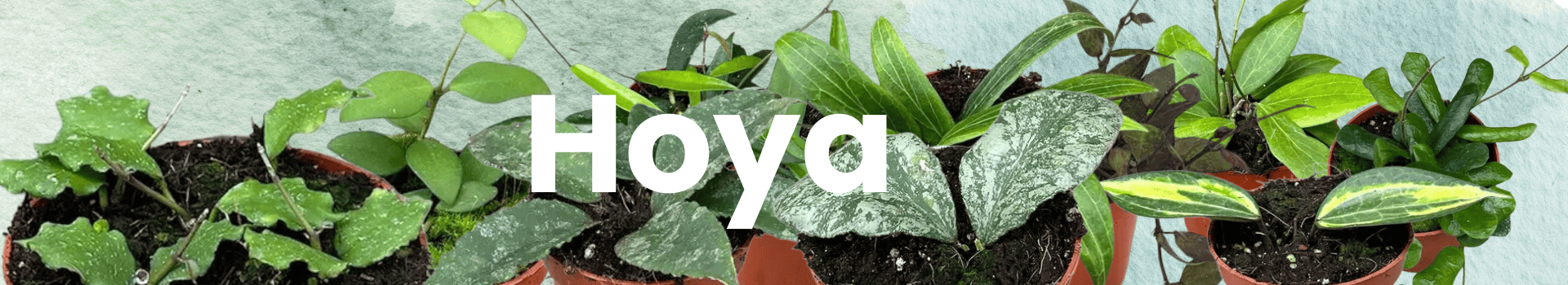 hoya