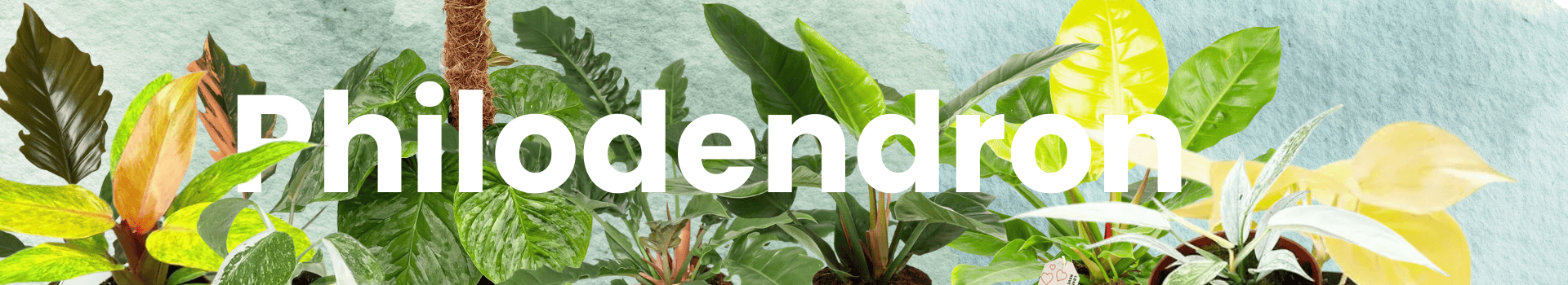 Philodendron