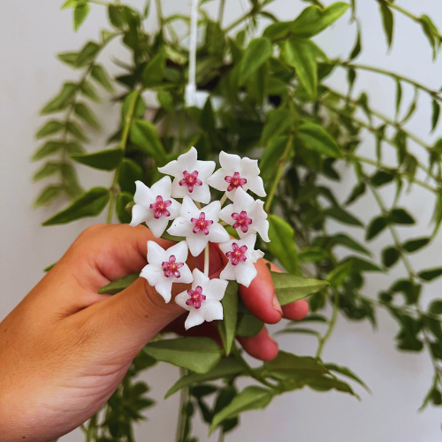 hoya