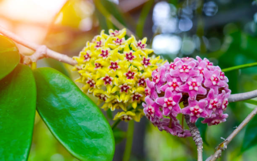 Top 10 specii de Hoya care cresc cel mai rapid