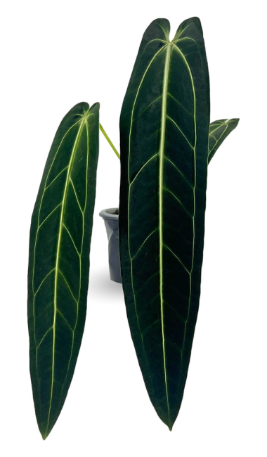 queen anthurium 1