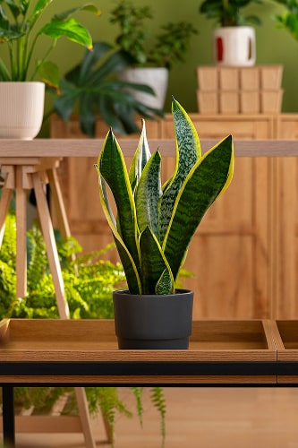 Sansevieria-planta-de-interior