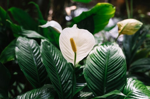 Spathiphyllum-planta-de-interior