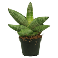 sansevieria boncellensis