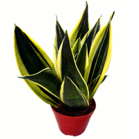 sansevieria canary