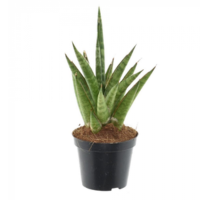 sansevieria cylindrica starshooter