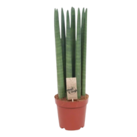 sansevieria cylindrica straight