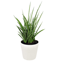 sansevieria fernwood mikado