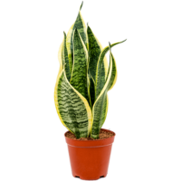 sansevieria trifasciata futura superba