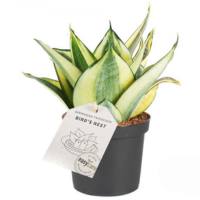 sansevieria golden hahnii
