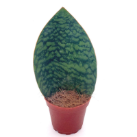 sansevieria grandis