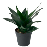 sansevieria hahnii jade